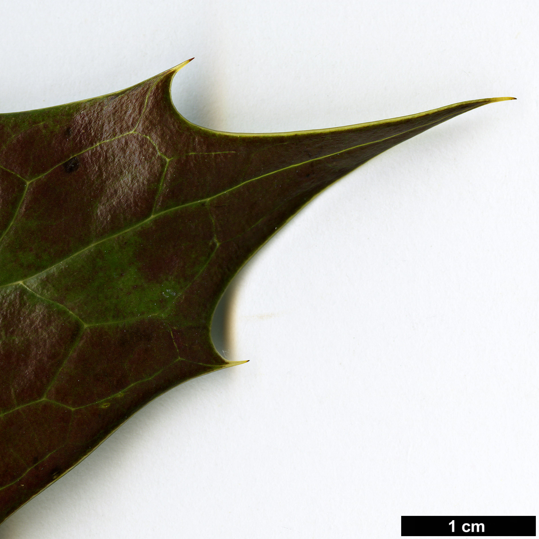 High resolution image: Family: Berberidaceae - Genus: Mahonia - Taxon: 'Winter Bronze'